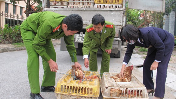 Kota Hanoi aktif mencegah dan menanggulangi wabah flu burung - ảnh 1