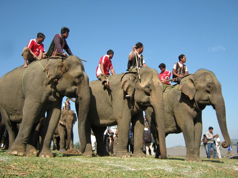 Kerja menjinakkan gajah dari warga etnis minoritas M’Nong - ảnh 1