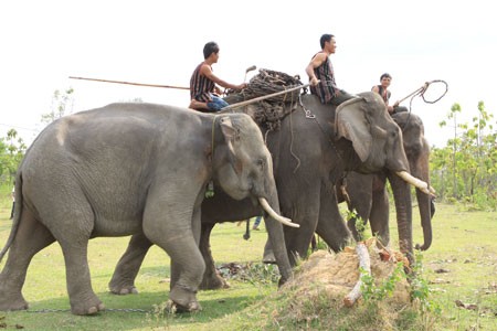 Kerja menjinakkan gajah dari warga etnis minoritas M’Nong - ảnh 2