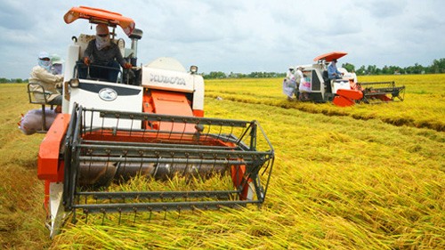 Meningkatkan nilai ekspor beras Vietnam - ảnh 1