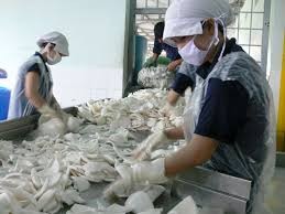 Provinsi Ben Tre membangun pabrik pengolahan kelapa ekspor yang pertama di Vietnam - ảnh 1