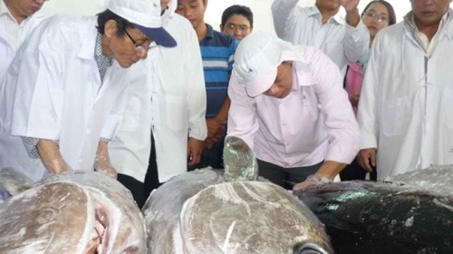 Vietnam berharap supaya program kerjasama ekspor ikan tuna samudera dengan Jepang akan sukses - ảnh 1