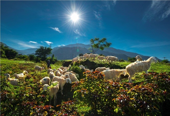 Pemelihaan domba di provinsi Ninh Thuan - ảnh 1