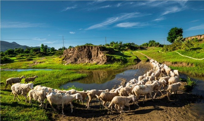 Pemelihaan domba di provinsi Ninh Thuan - ảnh 3