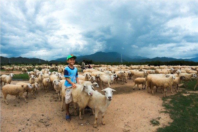 Pemelihaan domba di provinsi Ninh Thuan - ảnh 4