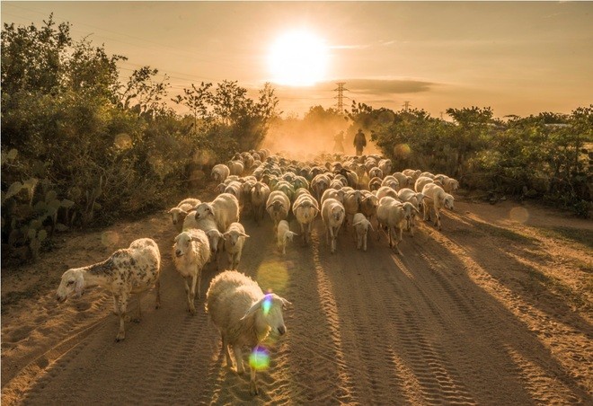 Pemelihaan domba di provinsi Ninh Thuan - ảnh 7