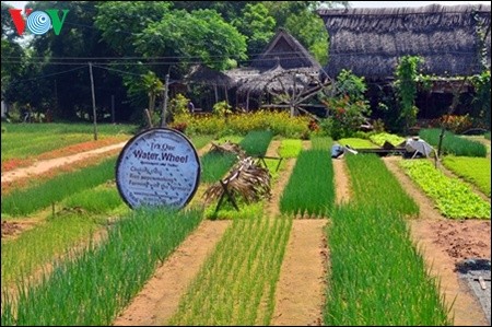 Datang ke desa Tra Que untuk mengunjungi desa sayur-sayuran organik tradisional - ảnh 2