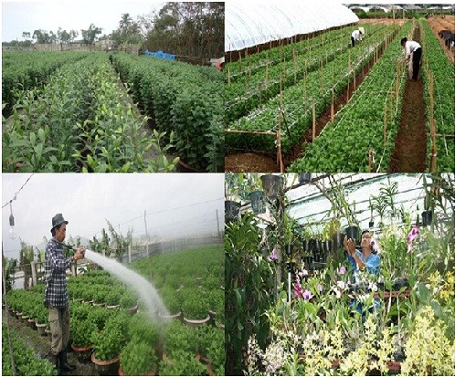 Provinsi Ninh Binh terus melakukan produksi menurut arah terfokus pada produk-produk unggulan - ảnh 1