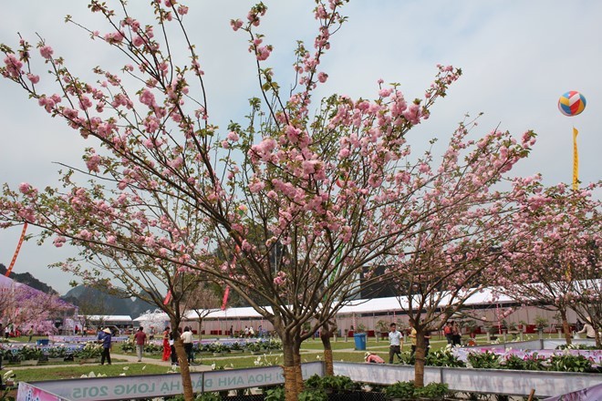 Festival Bunga Sakura Ha Long 2016 akan dibuka pada 18/3 - ảnh 1