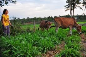 Rinderzucht zur Armutsbekämpfung in Gia Lai - ảnh 1