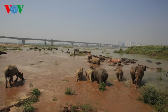 Wasserbüffel unter der Vinh Tuy-Brücke - ảnh 6