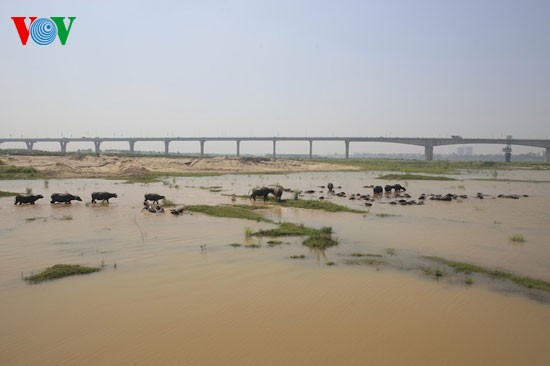 Wasserbüffel unter der Vinh Tuy-Brücke - ảnh 7
