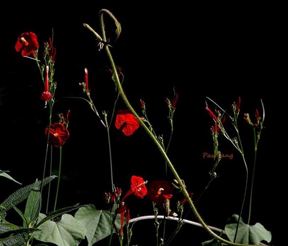 Einzigartige Blumensorten im Nationalpark Lo Go – Xa Mat - ảnh 9