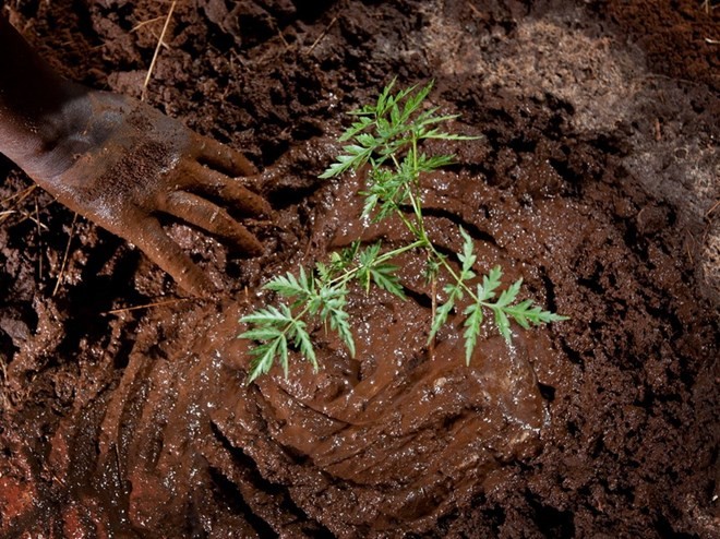 Afrikanische Staaten planen 100 Millionen Hektar neuen Wald anzupflanzen - ảnh 1
