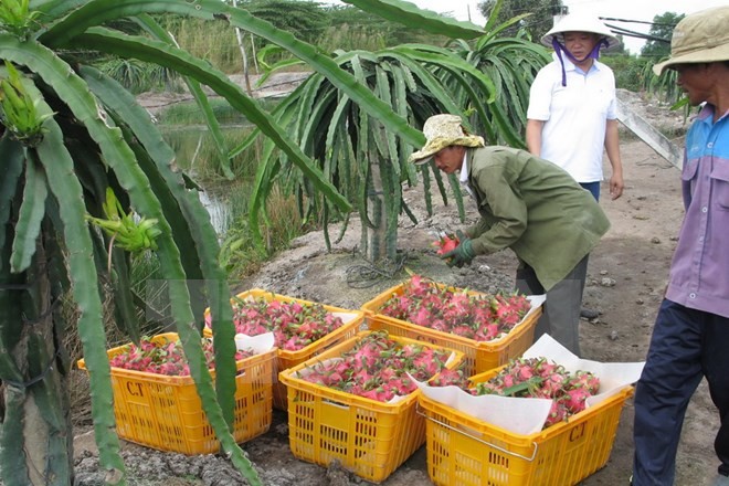 Australien überlegt Import vietnamesischer Drachenfrucht  - ảnh 1