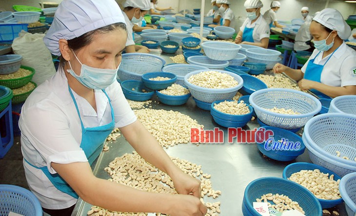 Markenzeichen der Cashewnüsse aus Binh Phuoc nachhaltig fördern - ảnh 1