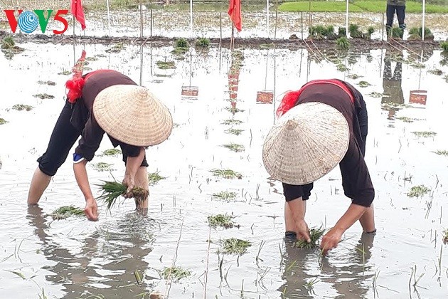Das einzigartige Fest zum Beginn der Reis-Saison der Einwohner in Quang Yen - ảnh 1