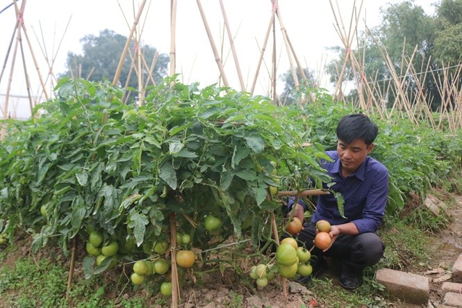Hung Yen konzentriert sich auf Restrukturierung landwirtschaftlicher Produktion - ảnh 1