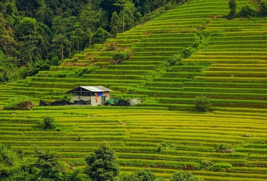 Idyllische Schönheit des Dorfes Nam Cang in der Provinz Sa Pa - ảnh 5