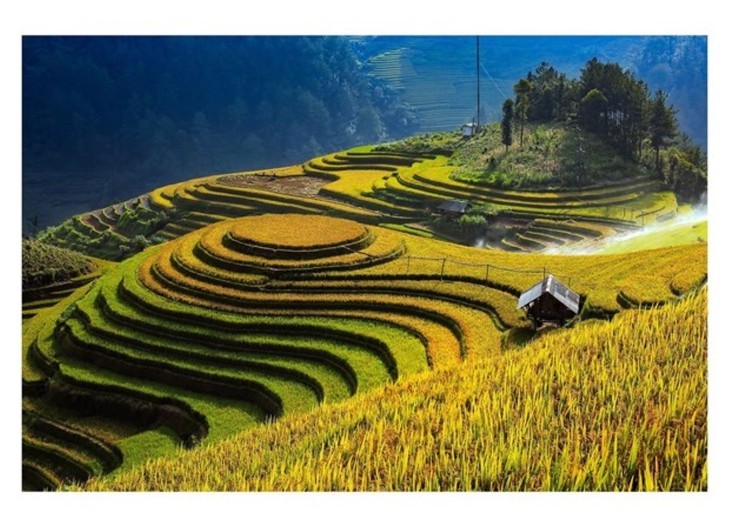 Gelbe Reisfelder in Vietnam - ảnh 11