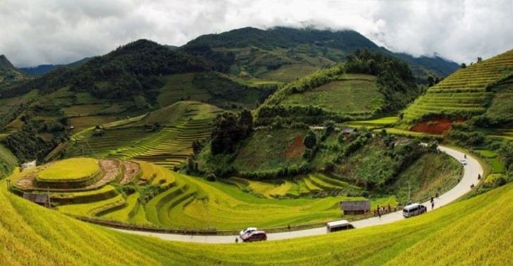 Gelbe Reisfelder in Vietnam - ảnh 12