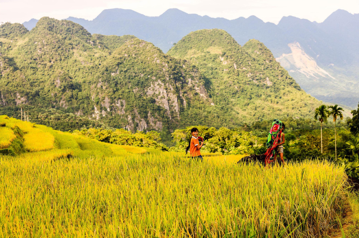 Gelbe Reisfelder in Vietnam - ảnh 17