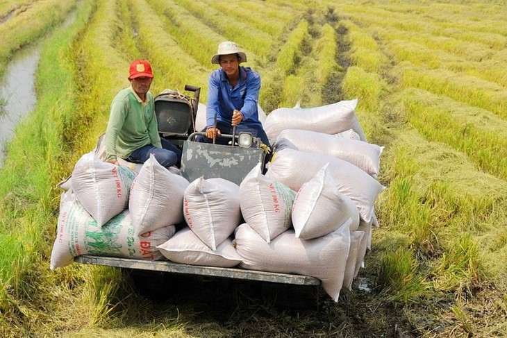 Vietnam kann im 2022 sieben Millionen Tonnen Reis im Wert von vier Milliarden US-Dollar exportieren - ảnh 1