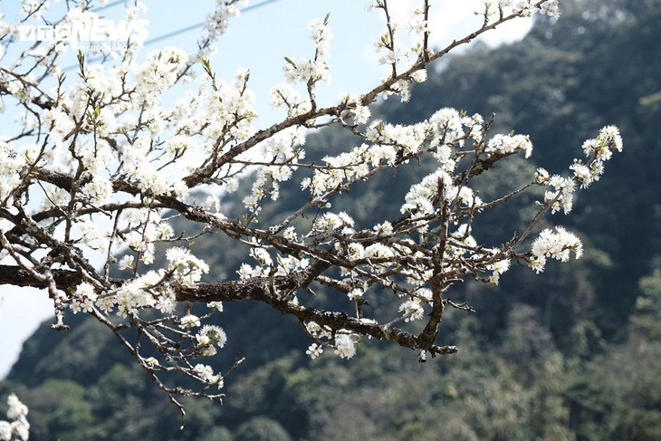 Plateau Ta Van Chu in der Blütezeit der weißen Pflaumenblüten - ảnh 4