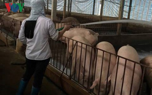 越南向中国出口猪肉情况 - ảnh 1