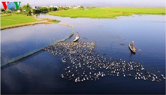 Romantic scenery at Tam Giang Lagoon - ảnh 1