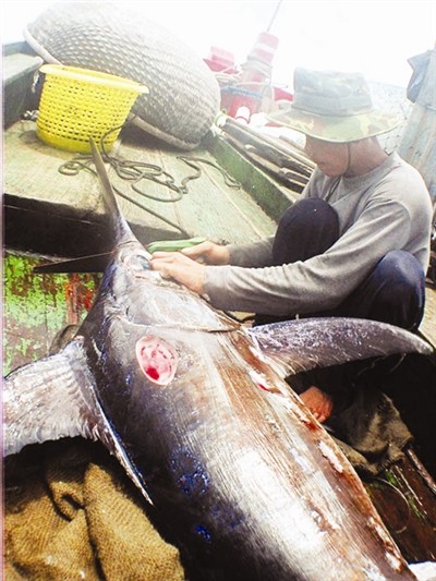 Vietnam investiert mehr in Thunfischfang und -verarbeitung - ảnh 1