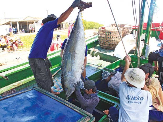 Den Export von Thunfischen aus Vietnam verbessern - ảnh 1