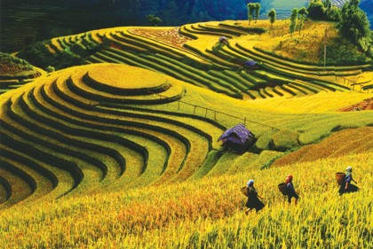 Mu Cang Chai und die Reisterassen - ảnh 1