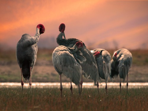 Schöne Landschaftsfotos in der Fotoserie über Kraniche des Fotografen Tang A Pau - ảnh 19