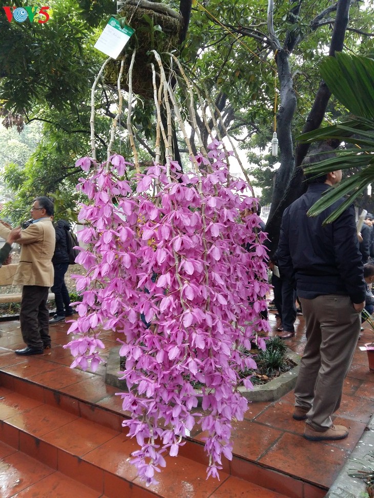 Fest der Orchideen in Hanoi - ảnh 2