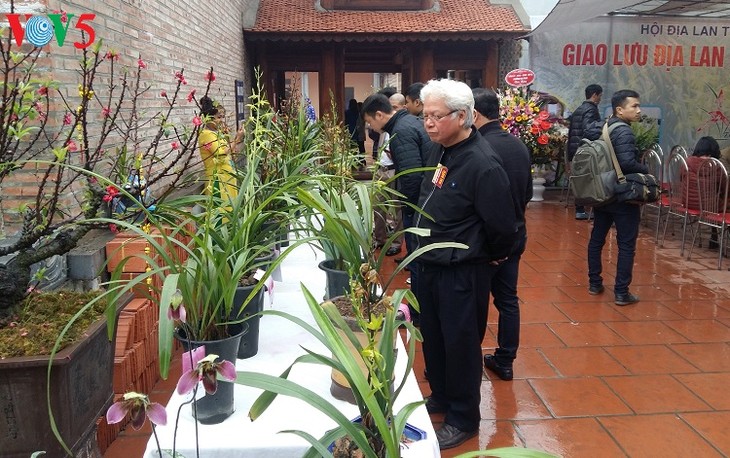 Fest der Orchideen in Hanoi - ảnh 1