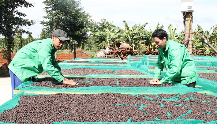 Erhöhung der Werte von Kaffeebäumen bei Entwicklung der Wirtschaft im Hochland Tay Nguyen - ảnh 2
