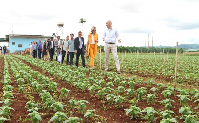 Gespräch über nachhaltige Landwirtschaft und Lebensmittelsicherheit zwischen Vietnam und den Niederlanden - ảnh 1
