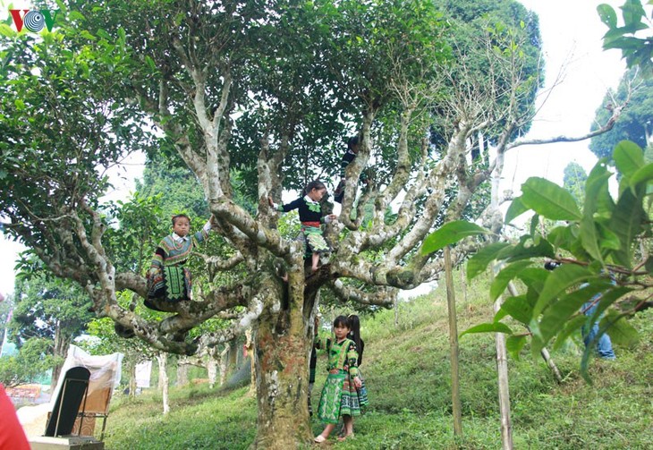 Kulturtourismuswoche von Muong Lo (Yen Bai): Fest zum Ehren des Teebaums - ảnh 1
