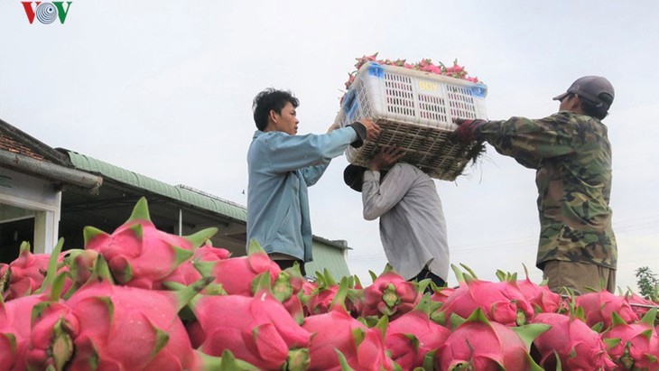 Vietnamesische Agrar-Produkte richten sich auf den indischen Markt - ảnh 1