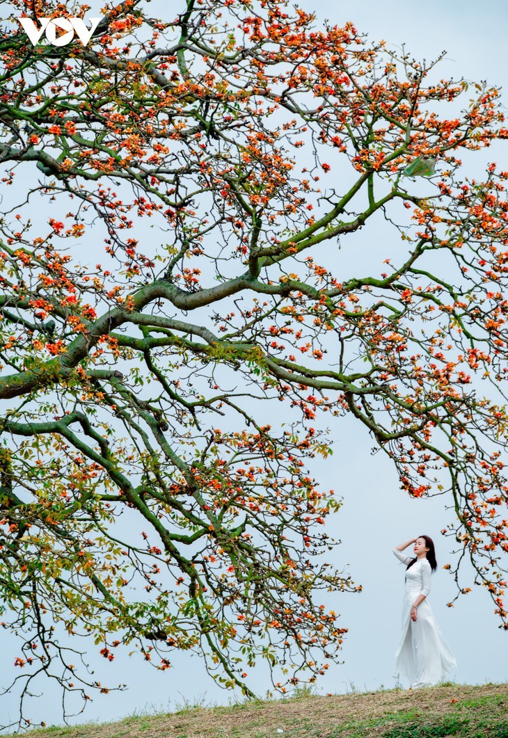 Asiatischer Kapokbaum blüht im März am Thuong-Fluss - ảnh 9