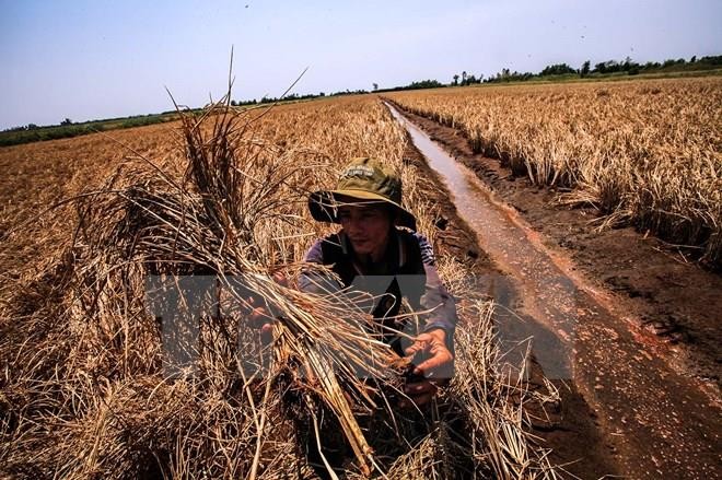 Kooperation gegen Klimawandel im Mekong-Delta verstärken - ảnh 1
