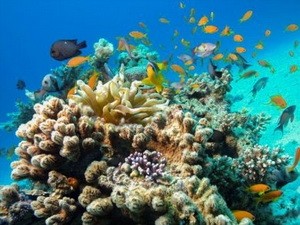 Satu alarm tentang kemerosotan terumbu karang yang serius di Laut Timur - ảnh 1