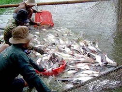 Kementerian Perdagangan Amerika Serikat mengenakan tarif yang tinggi bagi ikan Patin Vietnam - ảnh 1