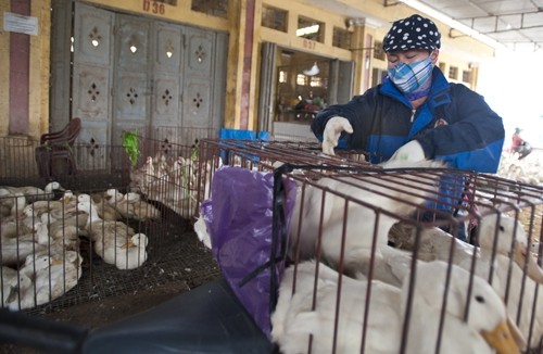 Terus memperkuat pencegahan dan penanggulangan wabah flu burung di semua daerah di Vietnam - ảnh 1
