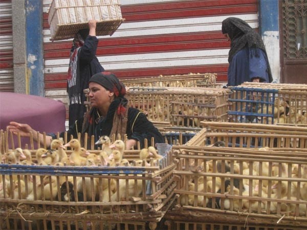 Mesir membenarkan bahwa ada lagi seorang yang meninggal karena flu burung - ảnh 1