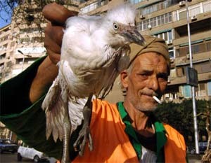 Mesir mencatat kasus pertama yang meninggal karena flu burung pada tahun 2015 - ảnh 1