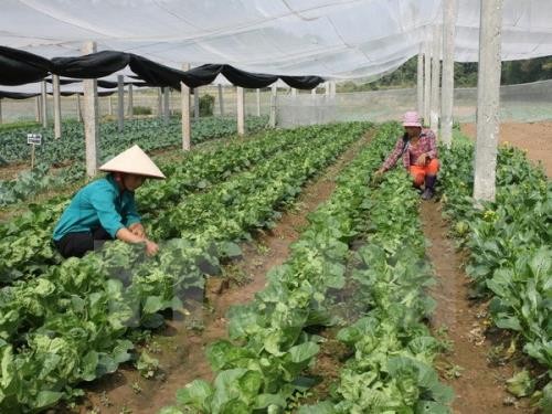 Provinsi Nam Dinh (Vietnam) dan provinsi Miyazaki (Jepang) melakukan kerjasama untuk mengembangkan pertanian - ảnh 1