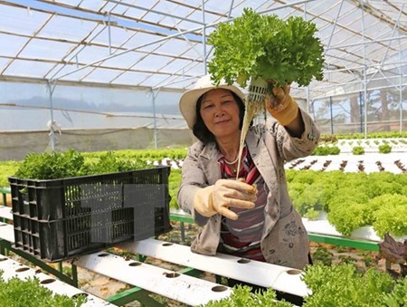 Jepang memperkenalkan kesempatan investasi di bidang pertanian Vietnam - ảnh 1