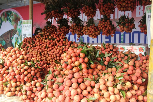 Provinsi Bac Giang memperhebat promosi dagang untuk memasarkan buah leci - ảnh 1